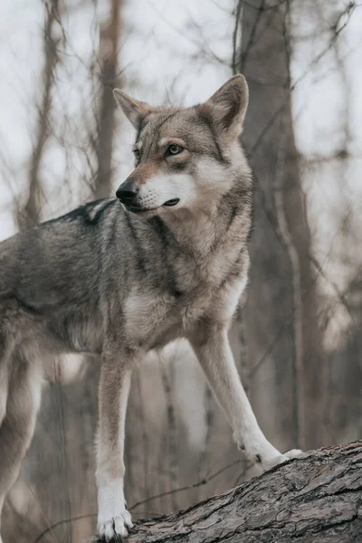 Lobo Floresta — Fotografia de Stock