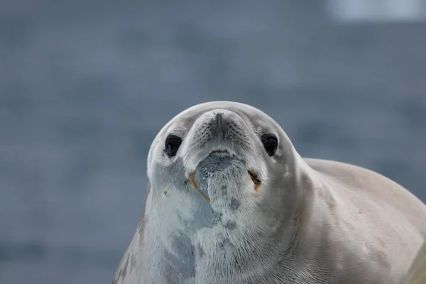 Weiße Arktische Robbe Auf Meereswellen Hintergrund Selektiver Fokus — Stockfoto