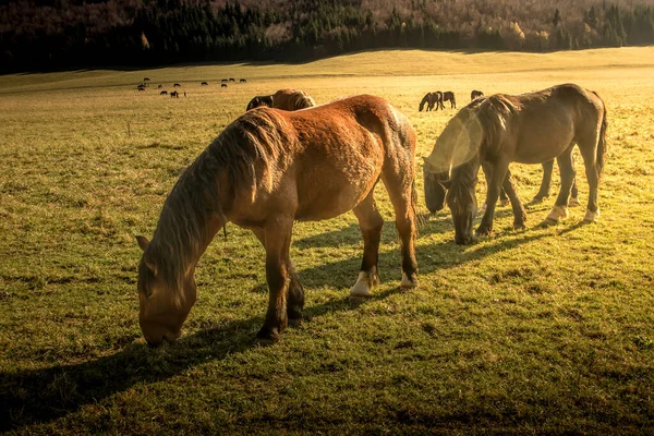 Лошади Горном Пастбище Дневное Время Сельский Пейзаж Шотландия Сша — стоковое фото