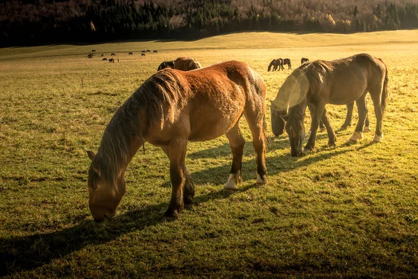 Caballos Pasto Montaña Durante Día Paisaje Rural Escocia Reino Unido — Foto de Stock