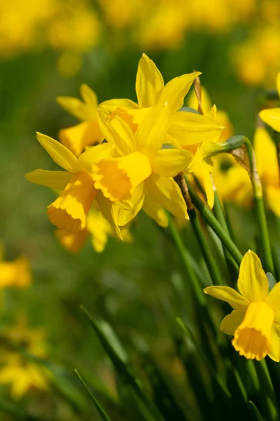 Narcisos Amarillos Jardín —  Fotos de Stock