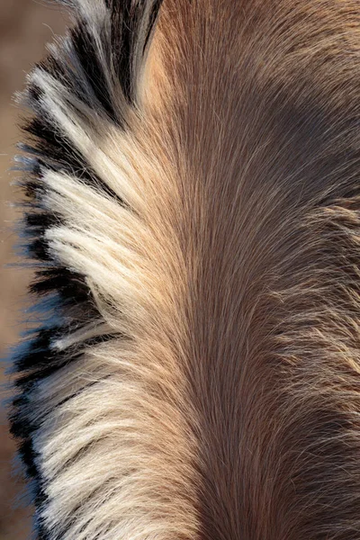 Close Fur Eye — стоковое фото