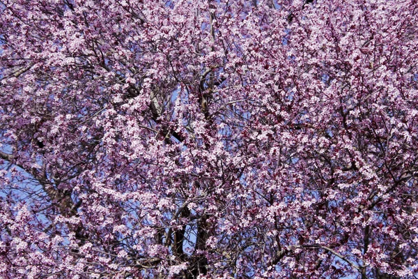 Hermosas Flores Primavera Jardín — Foto de Stock