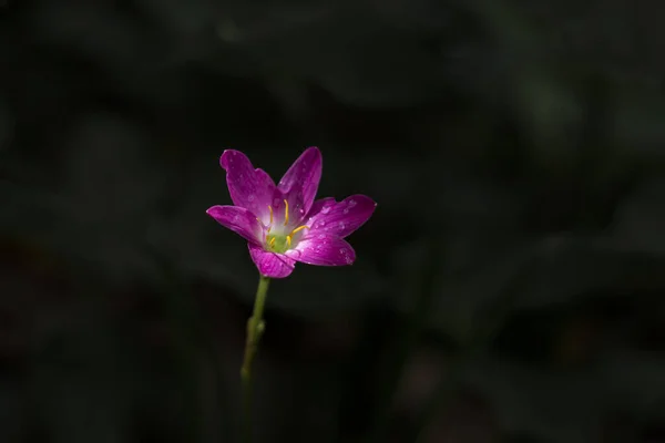 Bahçedeki Güzel Çiçekler — Stok fotoğraf