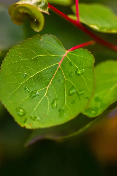 Grünes Blatt Mit Tautropfen — Stockfoto