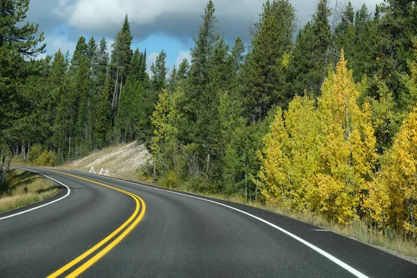 Route Dans Forêt — Photo