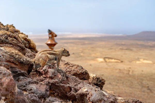 Tiro Close Meerkat Sentado Uma Rocha — Fotografia de Stock