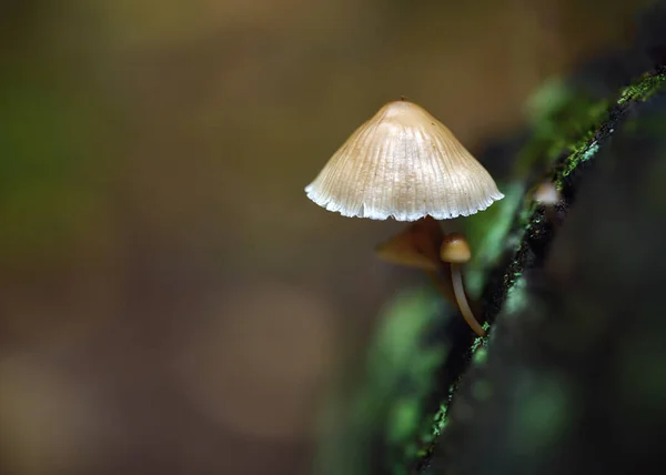 Champignons Dans Forêt — Photo