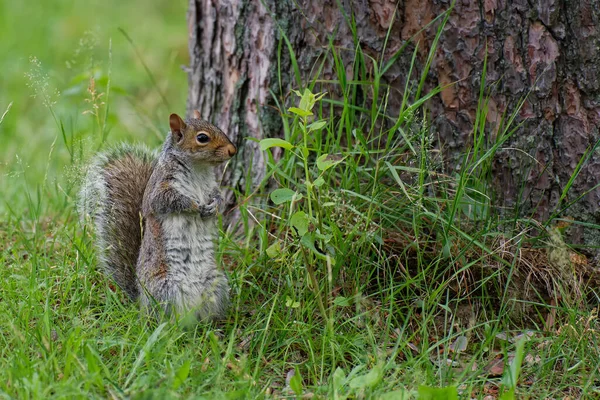 Écureuil Sur Herbe — Photo