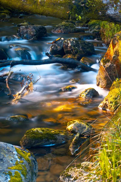 森林中美丽的河流 — 图库照片