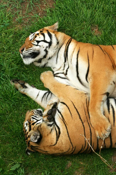 Tijger Dierentuin — Stockfoto