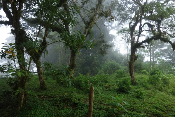 Schöne Aussicht Auf Den Wald — Stockfoto