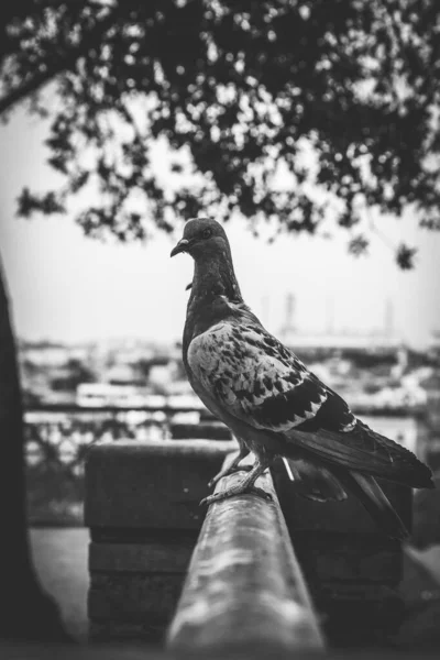 Black White Photo Pigeon City — Fotografia de Stock