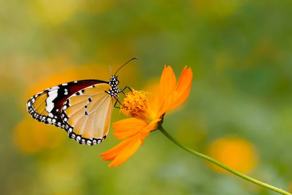 Borboleta Uma Flor — Fotografia de Stock