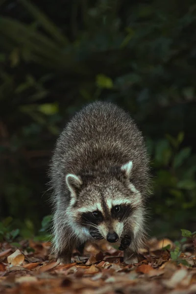 Mignon Petit Renard Dans Forêt — Photo