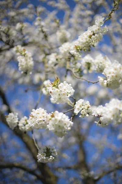 花园里一棵树上的白花 — 图库照片