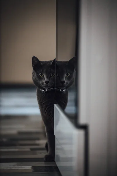 Черно Белая Кошка Комнате — стоковое фото