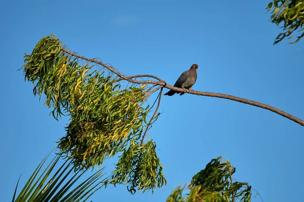 Nid Oiseaux Sur Une Branche Arbre — Photo