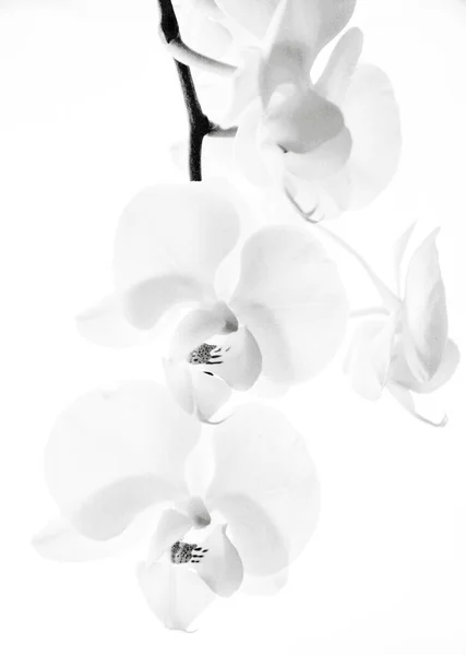 Bel Fiore Orchidea Bianca Uno Sfondo Leggero — Foto Stock