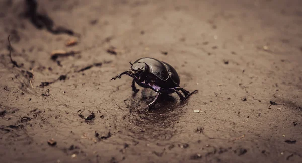 Black Beetle Ground — Fotografia de Stock