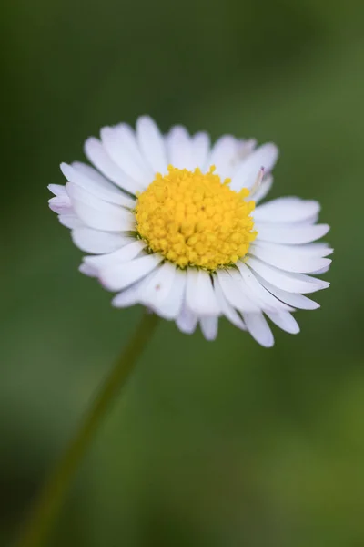 Witte Madeliefje Bloem Tuin — Stockfoto