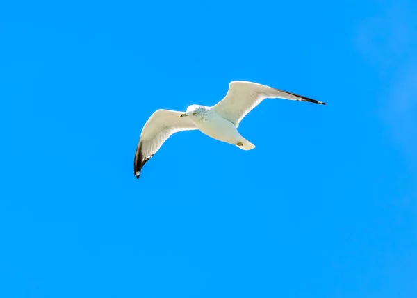 Gaivota Voando Céu — Fotografia de Stock