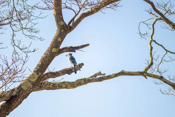 Ağaç Dalında Bir Kuş — Stok fotoğraf