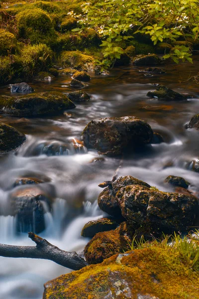 Hermoso Río Montaña Bosque —  Fotos de Stock