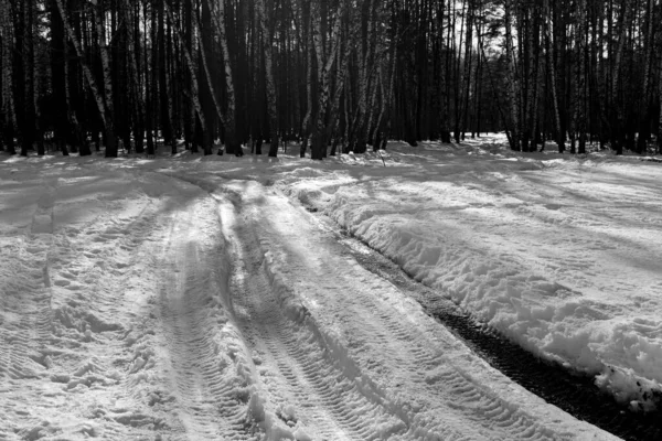 Χειμερινό Δάσος Χιόνι — Φωτογραφία Αρχείου