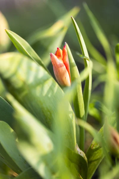Close Beautiful Colorful Tulip Flower — Stockfoto