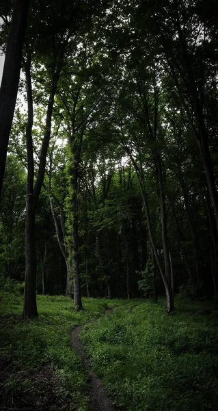 Parktaki Güzel Orman — Stok fotoğraf