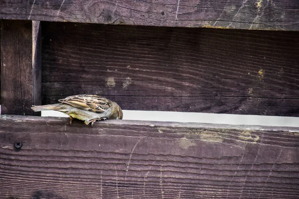 Old Wooden Owl Roof House — Stock Photo, Image