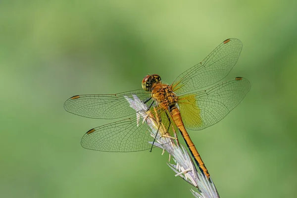 Libélula Sobre Una Hoja Verde — Foto de Stock