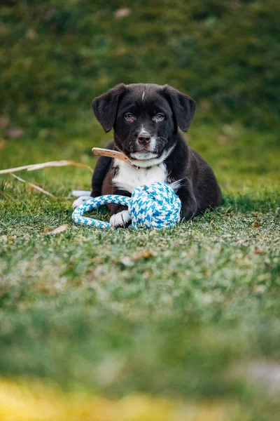 Hond Spelen Met Een Bal Het Park — Stockfoto