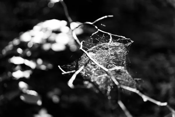 Черно Белое Фото Дерева — стоковое фото