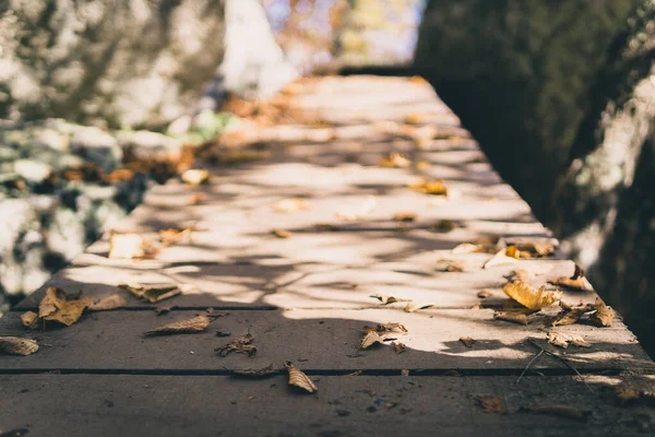 Őszi Levelek Parkban — Stock Fotó