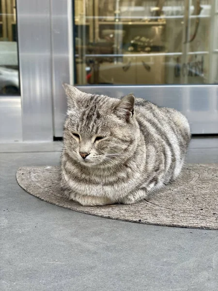 Kedi Yerde Oturuyor — Stok fotoğraf