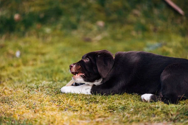 Köpek Yavruları Portresi Parkta Bir Sopayla Oynamak — Stok fotoğraf