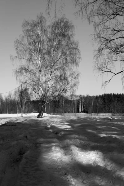 Beautiful Winter Landscape Snow — Stock Photo, Image