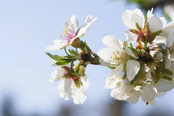 Flores Brancas Árvore Maçã Primavera — Fotografia de Stock