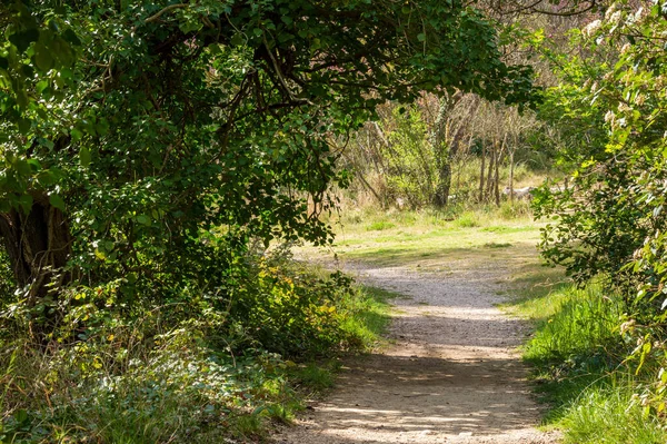 Parktaki Yeşil Orman — Stok fotoğraf