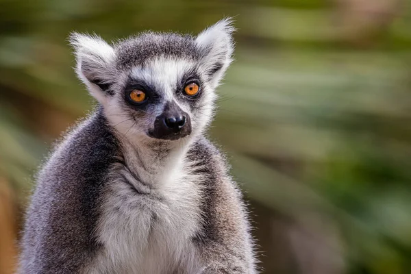 Kruh Ocasý Lemur Catta — Stock fotografie