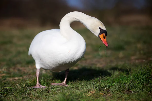 Vit Svan Sjön — Stockfoto