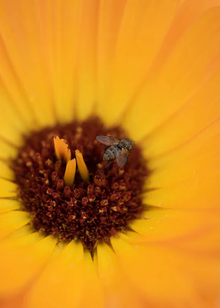 Gelbe Blume Nahe — Stockfoto