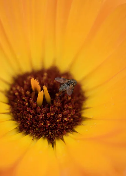 Flor Amarilla Cerca — Foto de Stock