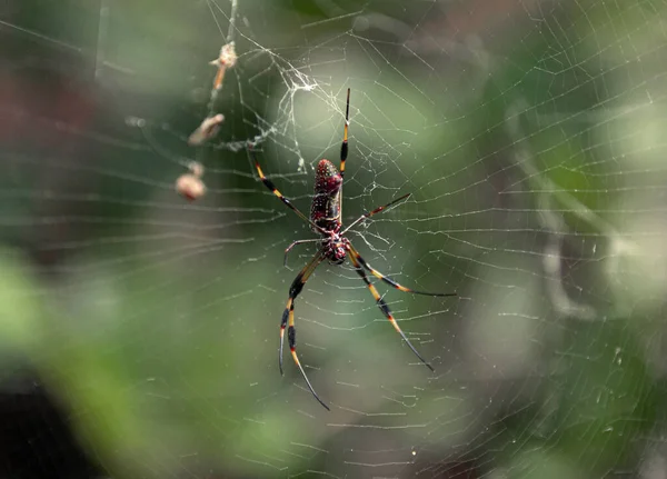 정원에 거미줄 — 스톡 사진