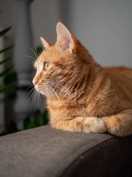 Милая Кошка Диване — стоковое фото