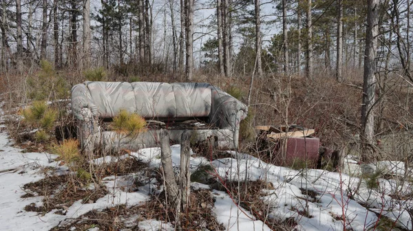 Ein Haufen Schneebedeckter Bäume Wald — Stockfoto