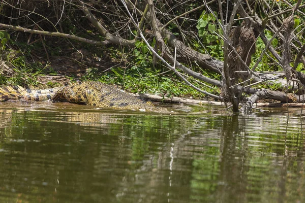 Crocodilo Água — Fotografia de Stock