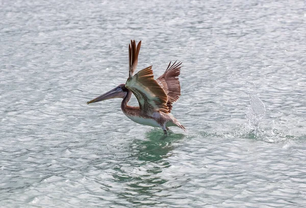 Красивая Птица Озере — стоковое фото